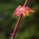 3d开奖号与试机号走势分析及近期规律总结 4vuj5f9oq7