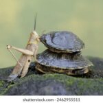 2006年大乐透开奖历史回顾与详细数据分析 5qpdfs1b0w