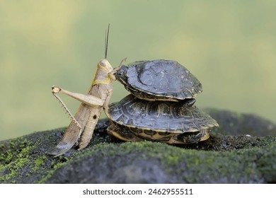 2006年大乐透开奖历史回顾与详细数据分析 2006年大乐透开奖历史回顾与详细数据分析